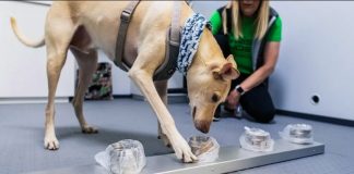 Cães destacados no aeroporto de Helsinque podem detectar COVID-19 com precisão de quase 100%