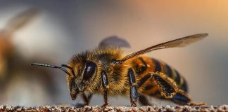O veneno da abelha se mostra “extremamente potente” contra o câncer de mama