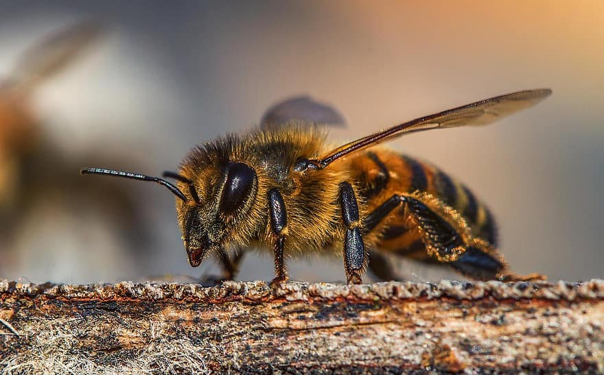 O veneno da abelha se mostra “extremamente potente” contra o câncer de mama