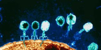 Primeira evidência convincente de organismos que comem vírus como fonte de alimento