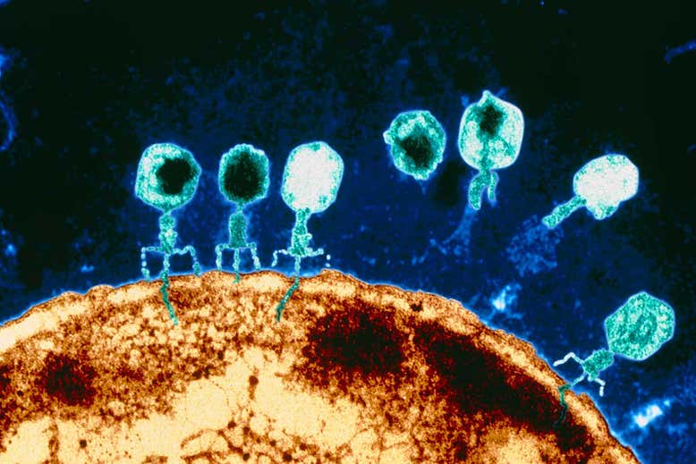 Primeira evidência convincente de organismos que comem vírus como fonte de alimento