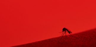 Vírus transmitidos por mosquitos relacionados a AVC