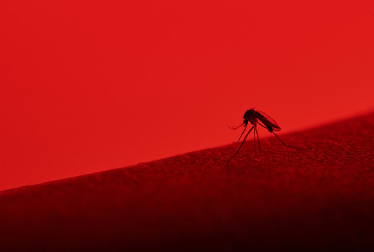 Vírus transmitidos por mosquitos relacionados a AVC