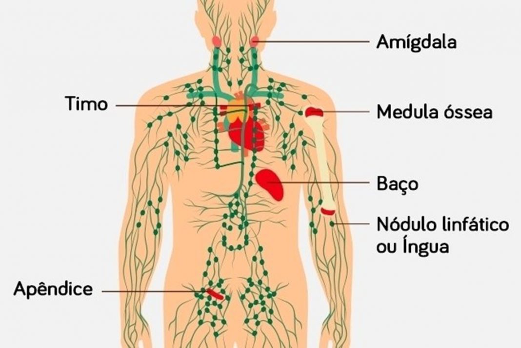 O sistema linfático é como o câncer se espalha – aqui estão 10 maneiras de mantê-lo fluindo de forma saudável