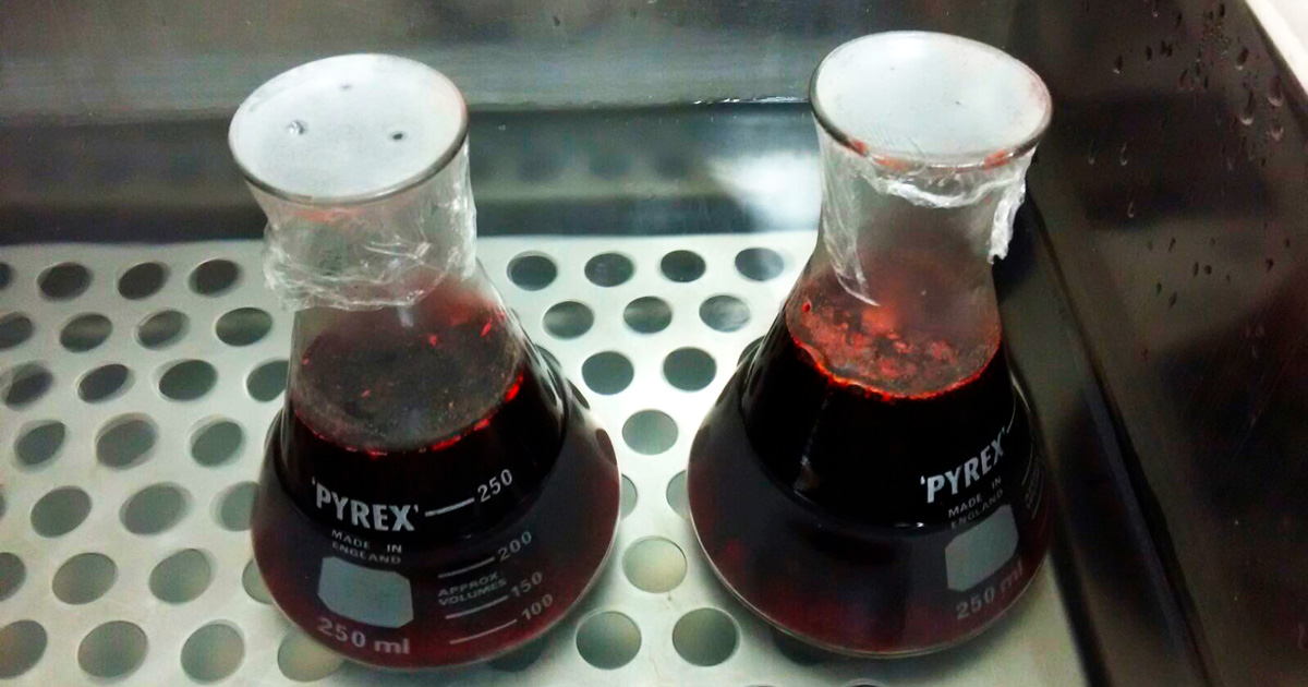 20201007 00 propolis vermelha Foto thais banzato - Própolis vermelha tem substâncias que inibem o crescimento de células cancerígenas