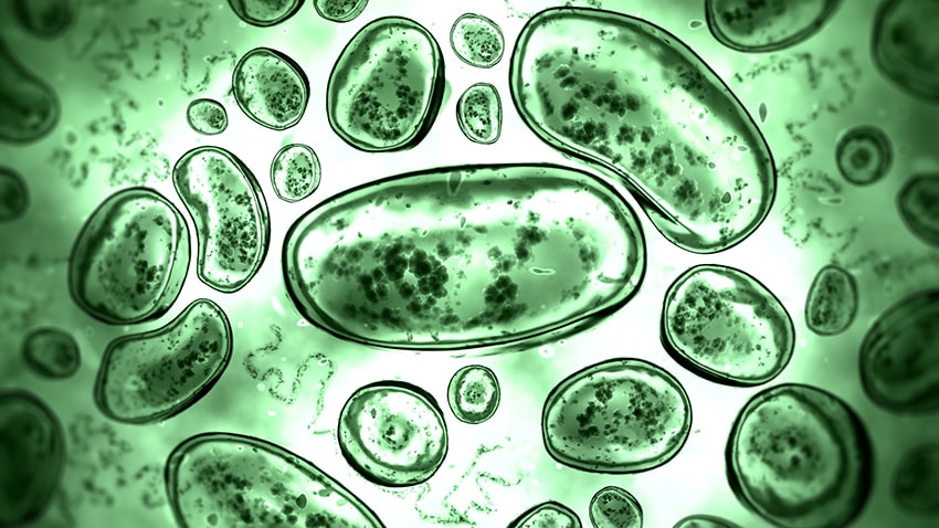 Bactérias em seus pulmões? Estudo sobre microbiota mostra como elas chegam lá