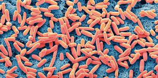 Bactérias ruins fazem seu próprio alimento para colonizar o intestino