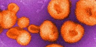 Vírus que causa febre fatal em humanos é descoberto na Bolívia