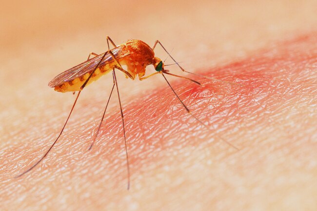 1800ss getty rf malaria mosquito - Como seu tipo sanguíneo pode afetar sua saúde