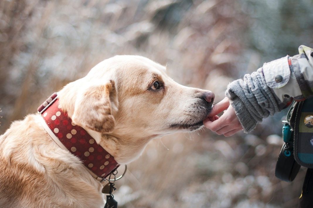 O cheiro da doença: 5 perguntas respondidas sobre o uso de cães – e ratos e furões – para detectar doenças