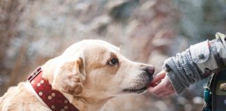 O cheiro da doença: 5 perguntas respondidas sobre o uso de cães – e ratos e furões – para detectar doenças