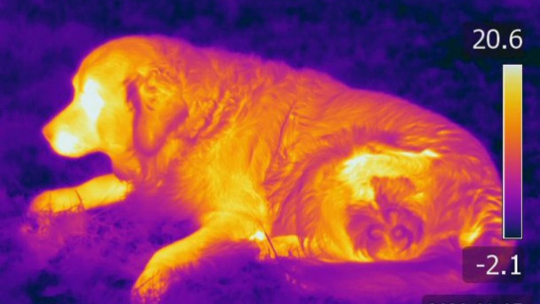 Novo sentido descoberto em narizes de cães: a capacidade de detectar calor
