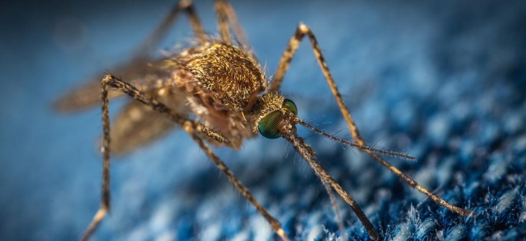 Um Gene Drive de “Auto-exclusão” para acabar com as doenças transmitidas por mosquitos