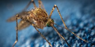 Um Gene Drive de “Auto-exclusão” para acabar com as doenças transmitidas por mosquitos