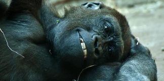 Selfies de turistas podem estar espalhando Covid para gorilas da montanha ameaçados de extinção