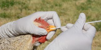 Rússia afirma ter detectado o primeiro caso de gripe aviária H5N8 em humanos