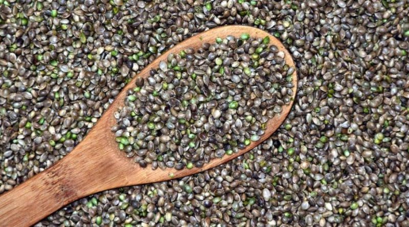 Os beneficios de adicionar sementes de canhamo a sua dieta diaria Sechat 800x445 1 - As 10 sementes mais saudáveis ​​para comer e seus benefícios