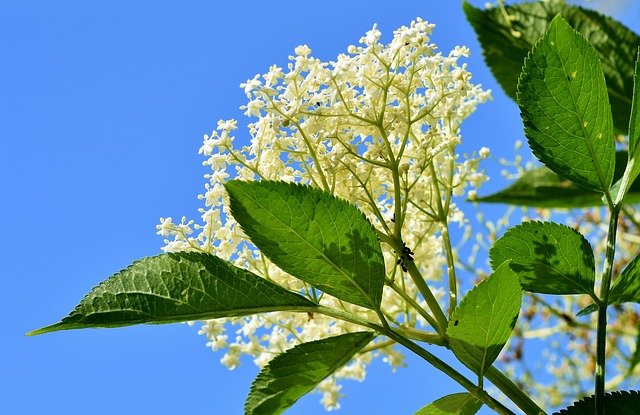 revistasaberesaude.com - Remédios naturais para tosse