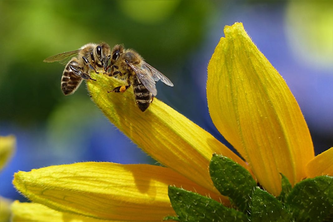 Pesticida ‘que mata abelhas’ agora não será mais usado no Reino Unido