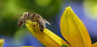 Pesticida ‘que mata abelhas’ agora não será mais usado no Reino Unido