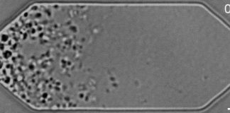 Cientistas criaram vida artificial que se reproduz perfeitamente