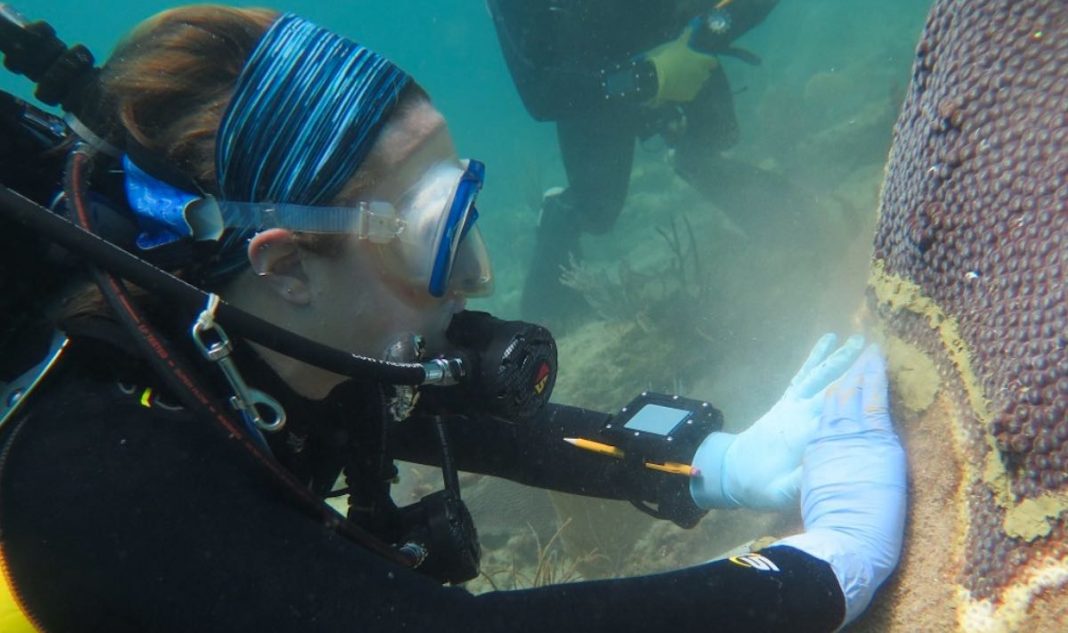 Antibiótico humano comum pode curar doenças de coral – taxa de sucesso de 95%