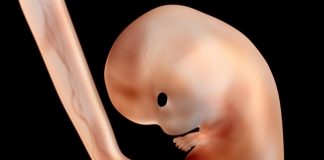 Cientistas criam embriões primitivos que são parte humano e parte macaco