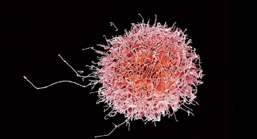 As células do nosso corpo têm ‘uma licença para morrer’, protegendo-nos de doenças infecciosas