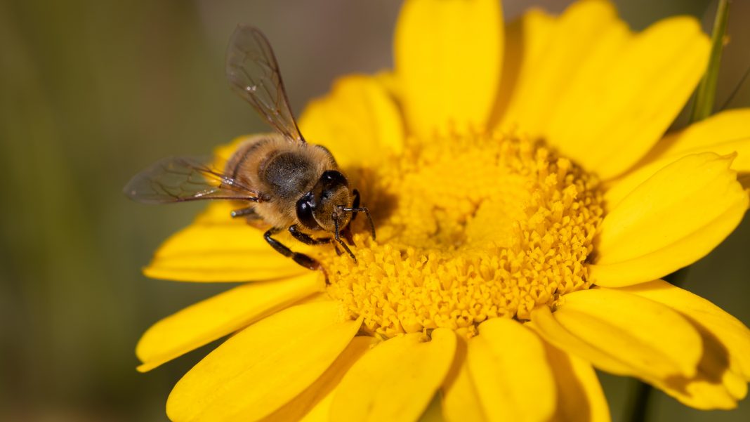 União Europeia mantém proibição de pesticidas para proteger as abelhas