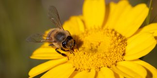 União Europeia mantém proibição de pesticidas para proteger as abelhas