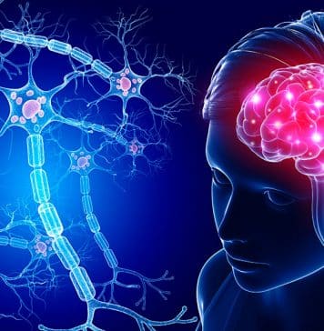 Descoberto um sinal cerebral único que pode ser a chave para a inteligência humana