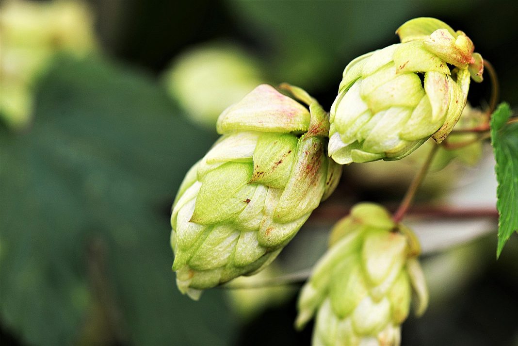 O lúpulo da cerveja pode ser a chave para a prevenção de doenças comuns do fígado