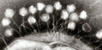 Dezenas de milhares de vírus encontrados em cocô humano são anteriormente desconhecidos para a ciência