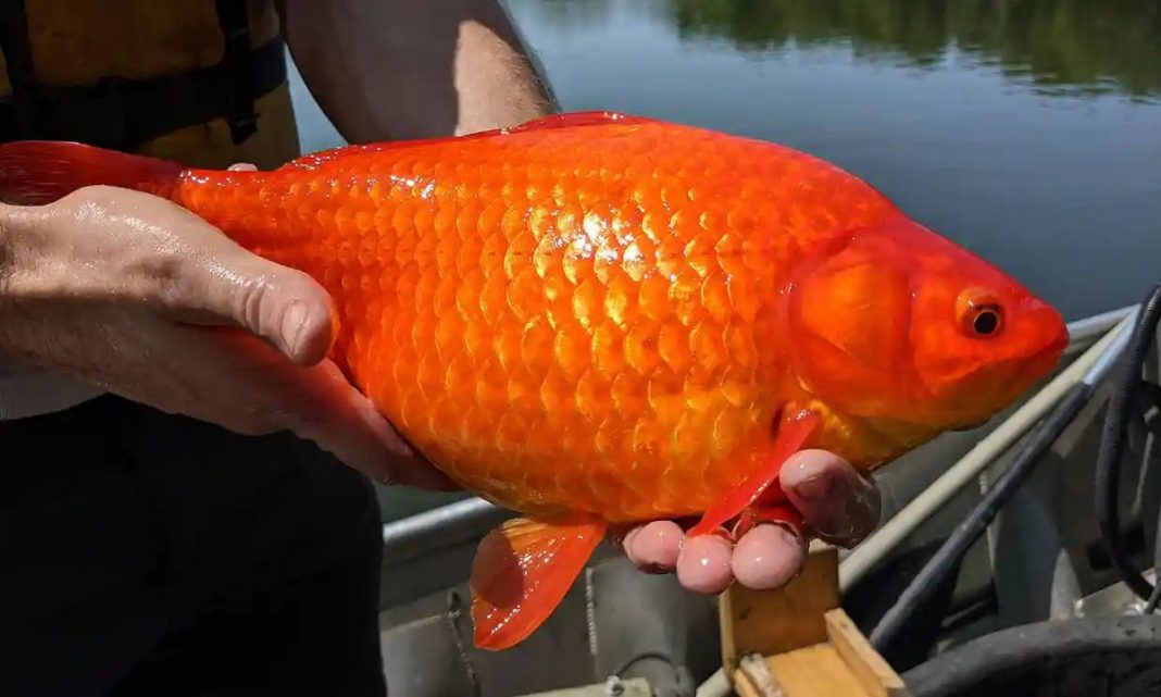 Jogados em lagos, “peixinhos-dourados” de aquário ficam gigantes e se tornam ameaça para espécies nativas