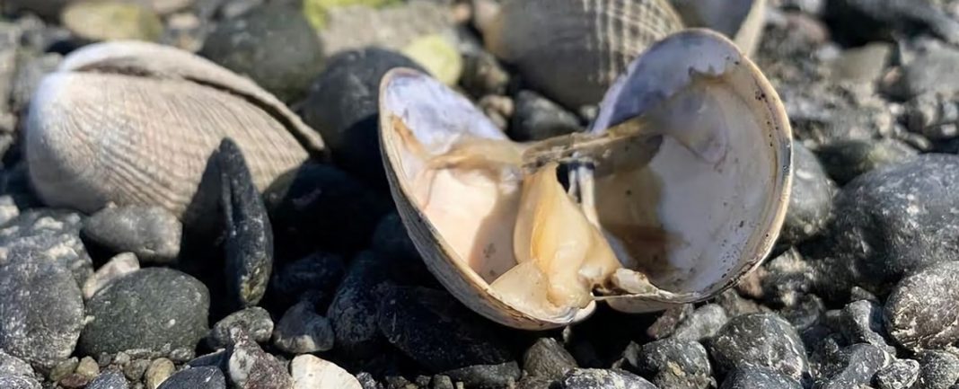 Milhares de criaturas marinhas foram encontradas fervendo após a onda de calor mortal do Canadá