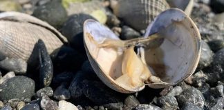 Milhares de criaturas marinhas foram encontradas fervendo após a onda de calor mortal do Canadá