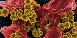 Moléculas produzidas por bactérias intestinais podem ajudar o corpo humano a combater o câncer