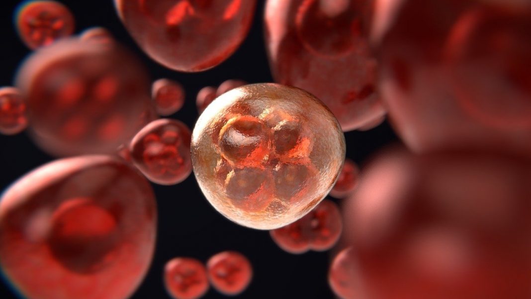 Cientistas chineses usam luz infravermelha e “células quentes do sangue” para alvejar tumores