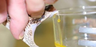 ‘Super cola’ de veneno de cobra pode impedir que feridas sangrem em segundos
