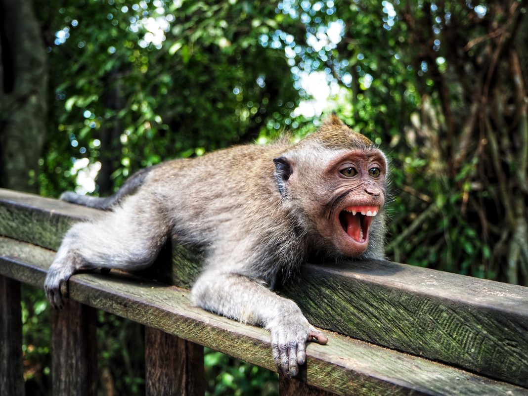 Extremamente raro, o vírus do macaco mata veterinário na China