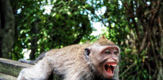 Extremamente raro, o vírus do macaco mata veterinário na China