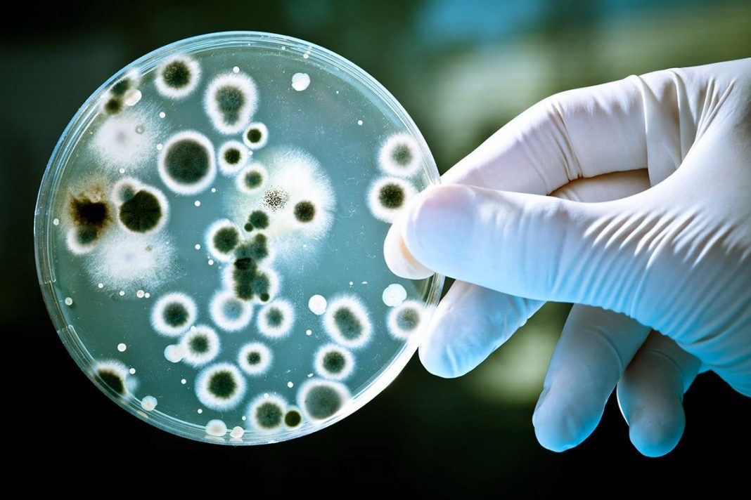 Inteligência Artificial identifica um novo antibiótico para bactérias resistentes a medicamentos