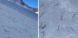 Misteriosos vermes estão emergindo das geleiras do Pacífico