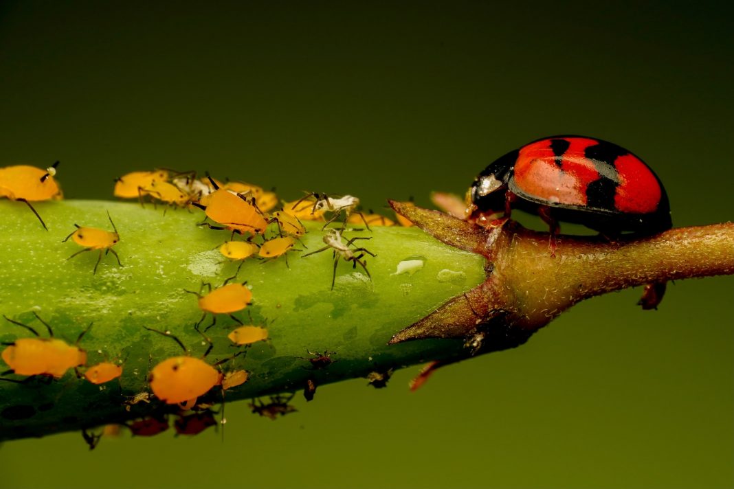 Podemos fazer poderosos ‘pesticidas’ sem veneno inspirados na natureza, dizem os cientistas