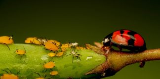 Podemos fazer poderosos ‘pesticidas’ sem veneno inspirados na natureza, dizem os cientistas