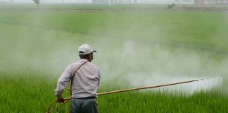 Câncer de próstata e pesticidas: o relatório científico da ANSES confirma a correlação