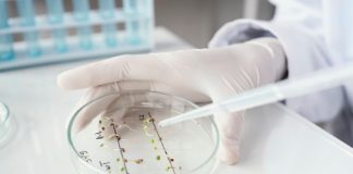 Wolbachia, a bactéria que pode mudar o mundo