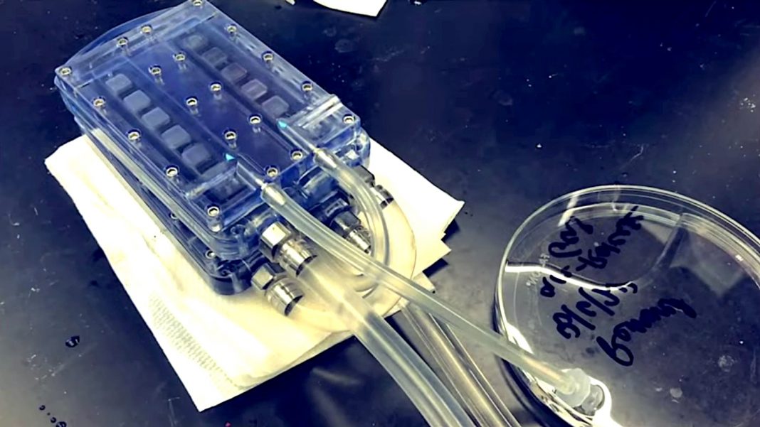 O primeiro rim bioartificial autônomo está em fase de testes