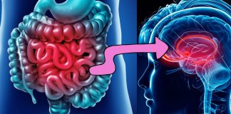 Depressão, transtorno bipolar e esquizofrenia compartilham semelhanças nas bactérias intestinais