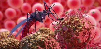 A primeira vacina contra malária foi aprovada e agora é recomendada pela OMS
